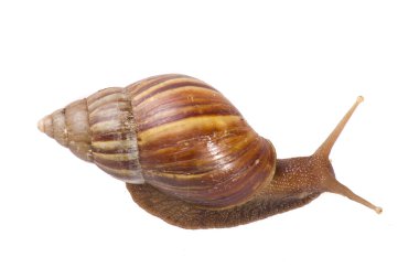 Beyaz arkaplanda izole edilmiş salyangoz.