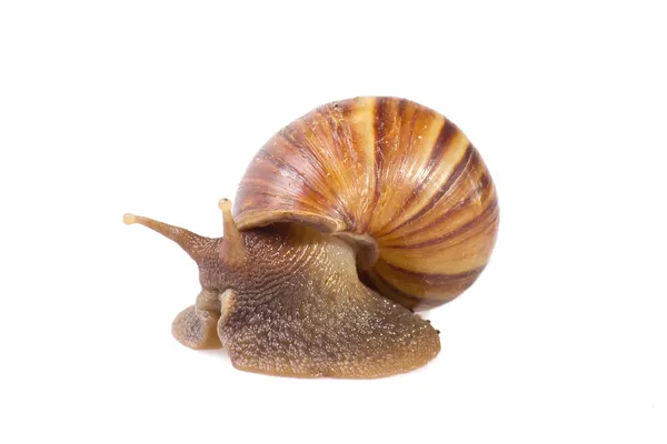 Snail isolated on white background. — Stock Photo, Image
