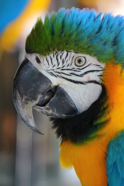 Попугай Макао в дикой природе — стоковое фото