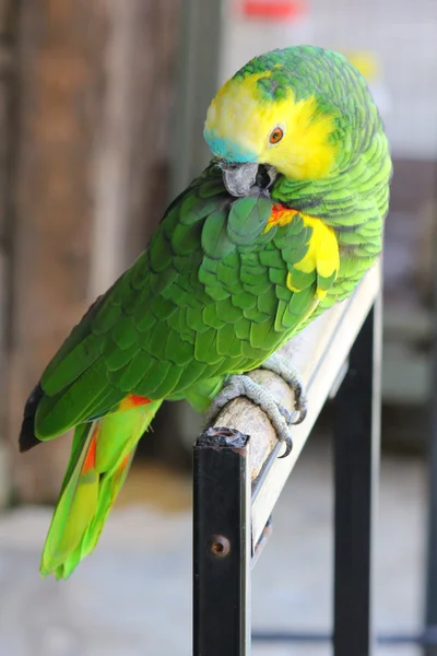 野生のオウムのコンゴウインコ — ストック写真