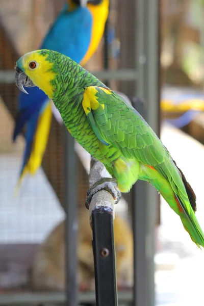 野生のオウムのコンゴウインコ — ストック写真