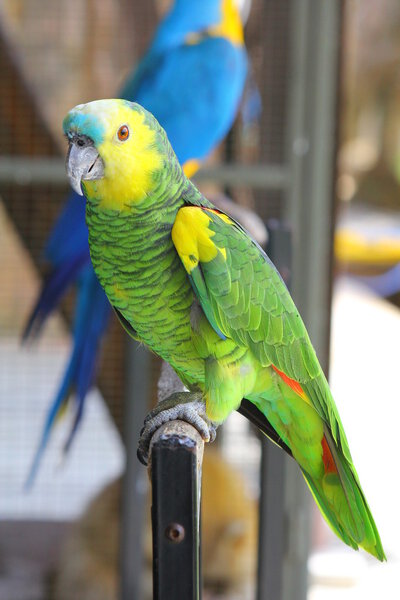 Parrot Macaw in the wild