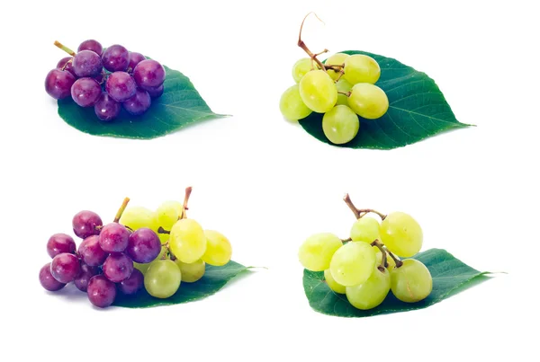 Uvas. coleta de uvas no branco — Fotografia de Stock