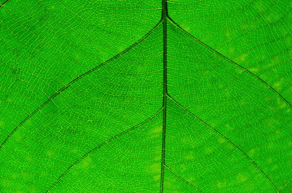 Grünes Blatt — Stockfoto