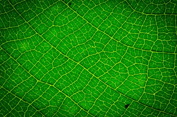 Green leaf — Stock Photo, Image