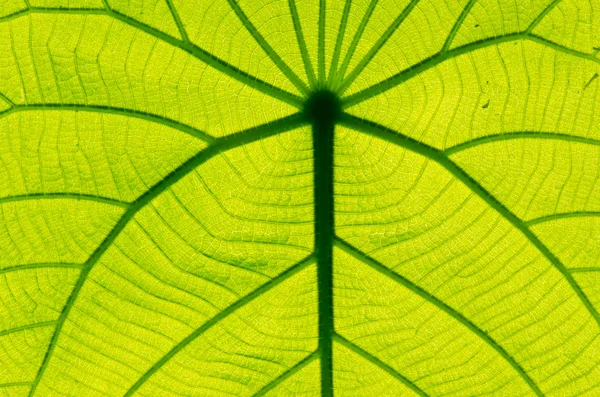 Grünes Blatt — Stockfoto