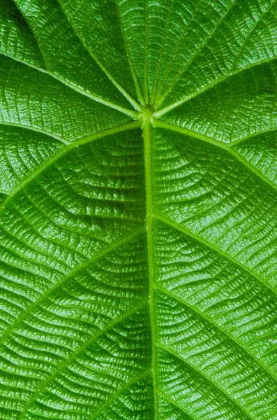 Grünes Blatt — Stockfoto