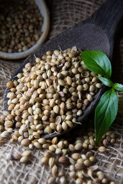 Coriander Seed — Stock Photo, Image