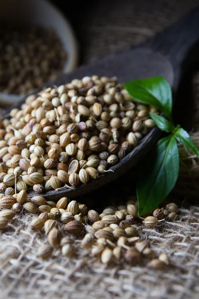 Coriander Seed — Stock Photo, Image