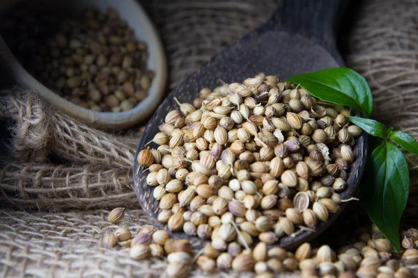 Coriander Seed — Stock Photo, Image