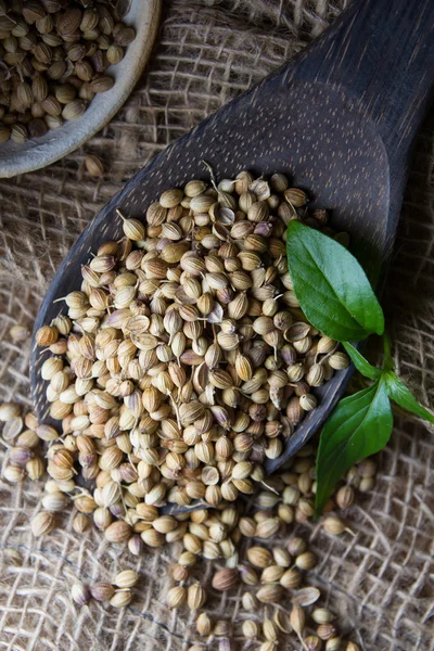 Coriander Seed — Stock Photo, Image