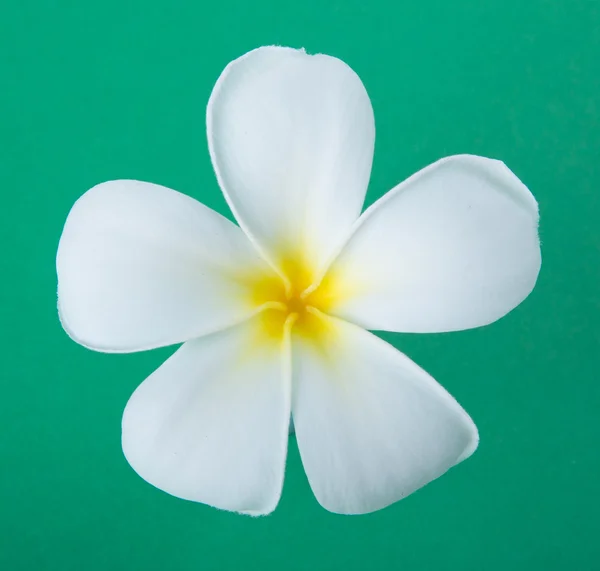 Beyaz frangipani — Stok fotoğraf