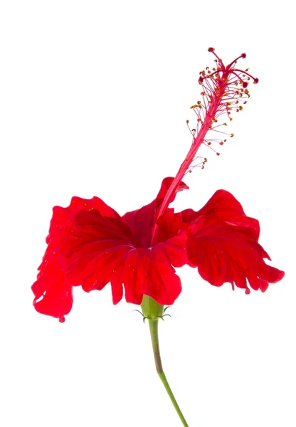 Flor de hibisco rojo —  Fotos de Stock