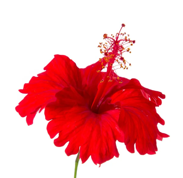 Flor de hibisco rojo —  Fotos de Stock