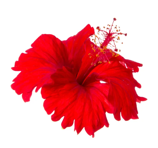 Rote Hibiskusblüte — Stockfoto