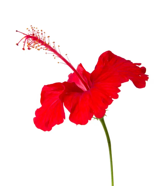 Red Hibiscus flower — Stock Photo, Image