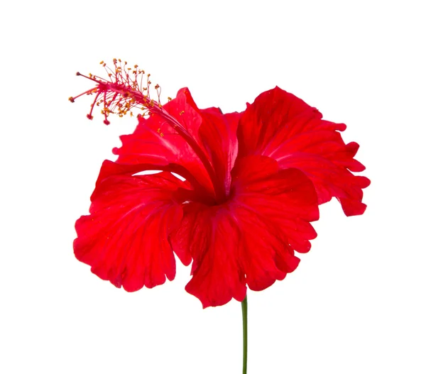 Rote Hibiskusblüte — Stockfoto