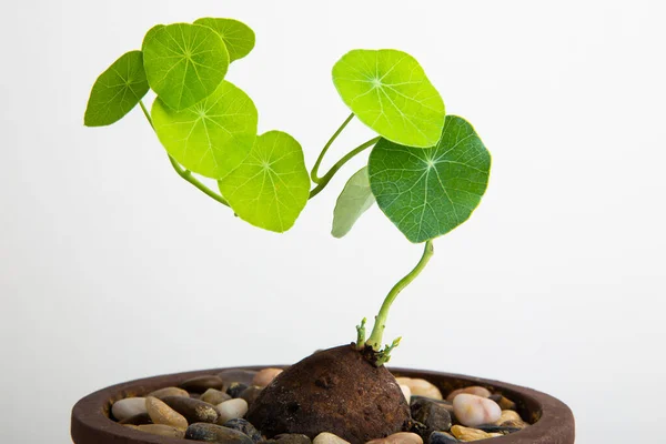 Close Uma Planta Stephania Erecta Sobre Fundo Branco — Fotografia de Stock