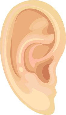 gerçekçi insan kulak