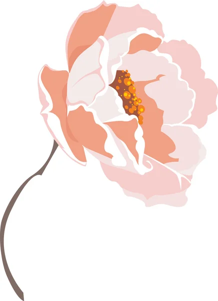 Flor de peónia rosa — Vetor de Stock