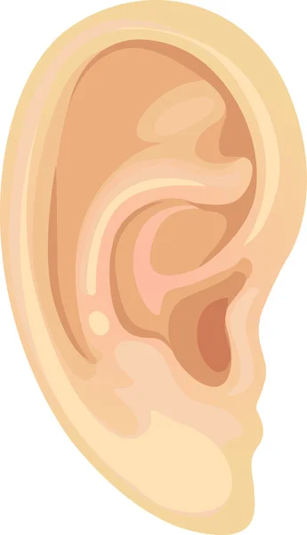 Realistic human ear — Stock Vector