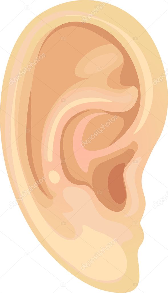 Realistic human ear
