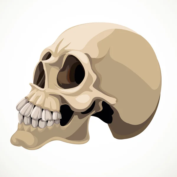 Cráneo aislado en un fondo blanco — Archivo Imágenes Vectoriales