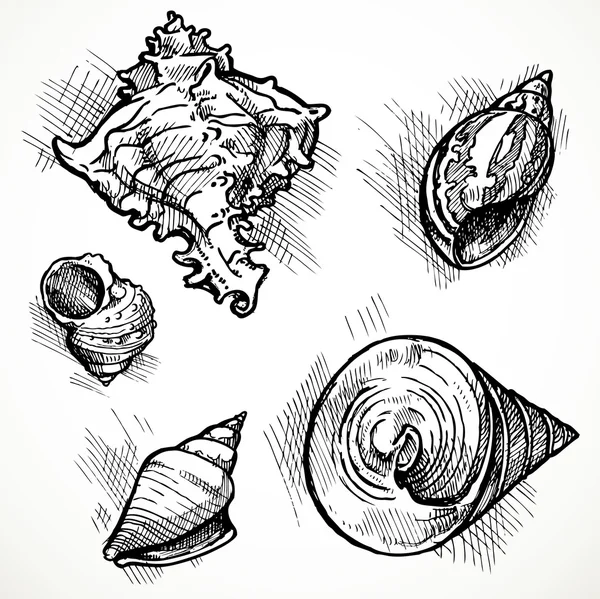 Jeu de croquis différentes formes coquille 1 — Image vectorielle