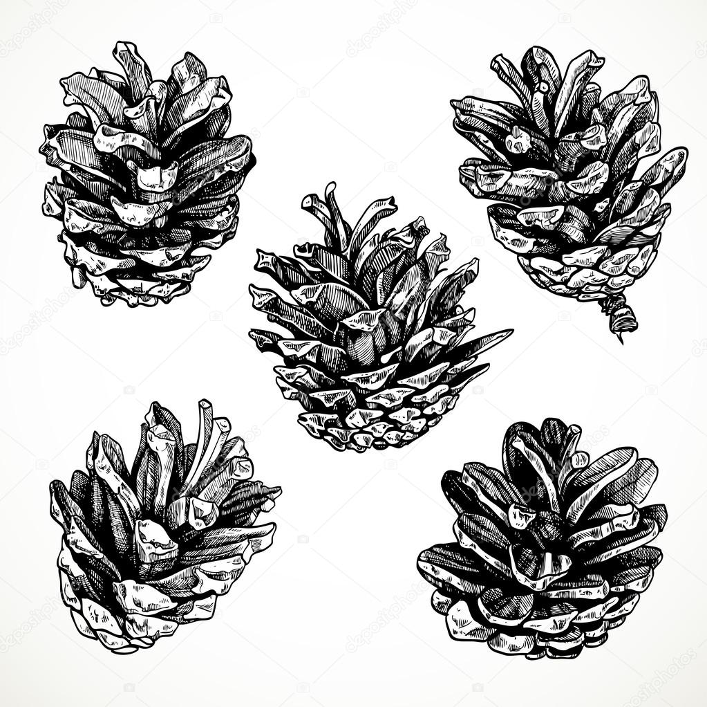 Sketch drawing pine cones on white background