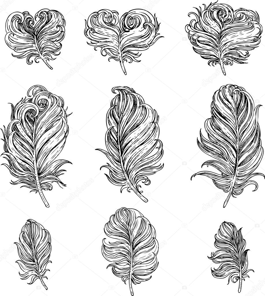Graphic drawing romantic bird feathers of different forms