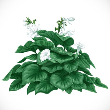 Datura bush ile geniş yaprakları ve beyaz çiçekler