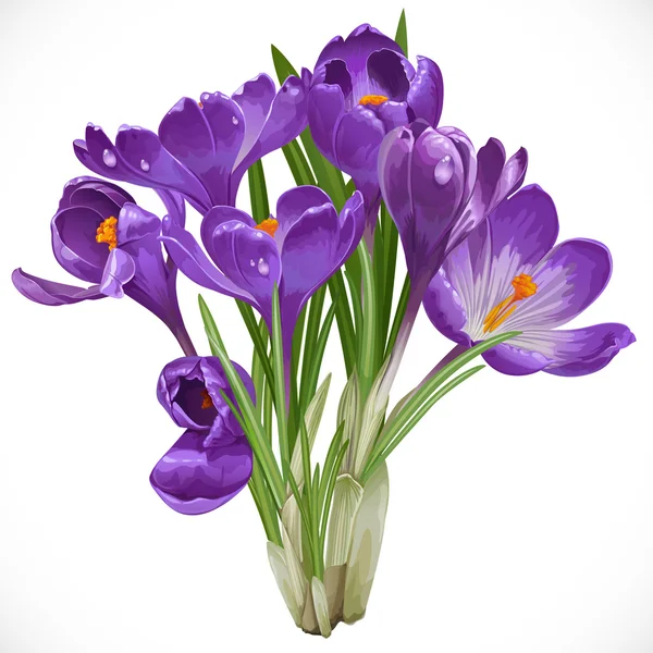 Букет весны Фиолетовые крокусы на корню — стоковый вектор