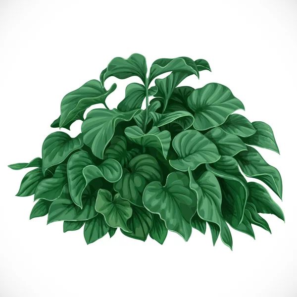 Vector tekening van decoratieve datura bush met grote bladeren — Stockvector