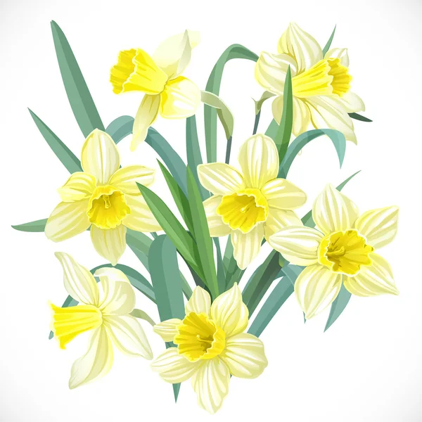Lush yellow daffodils — Stock Vector