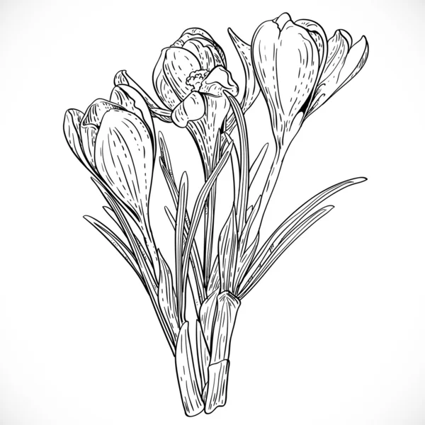 Bouquet esboçado de crocos de primavera na videira — Vetor de Stock