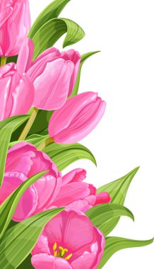 Beyaz arkaplanda pembe laleler