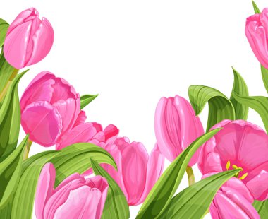 Pembe lalelerin arka planı