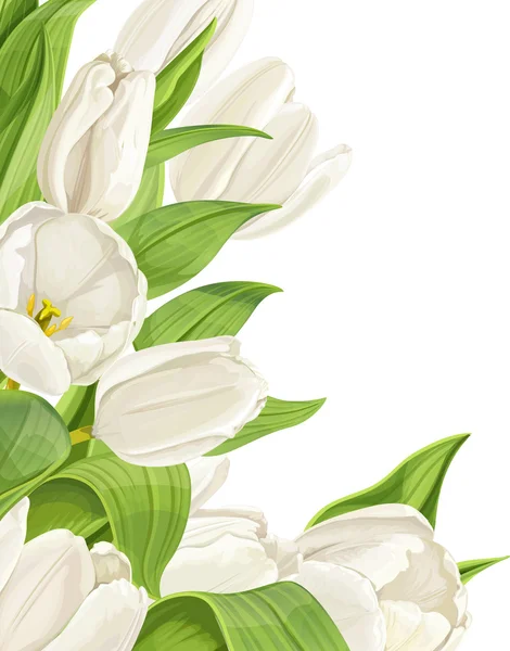 Vita tulpaner på vit bakgrund — Stock vektor
