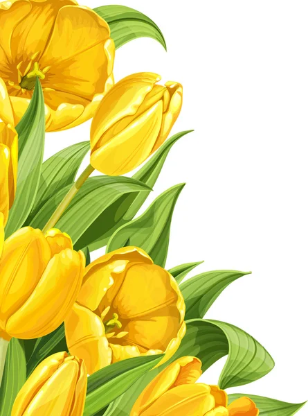 Yellow tulips on white background — Stock Vector