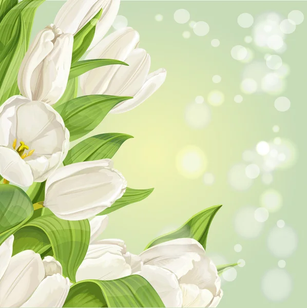 Fondo tulipanes blancos — Vector de stock