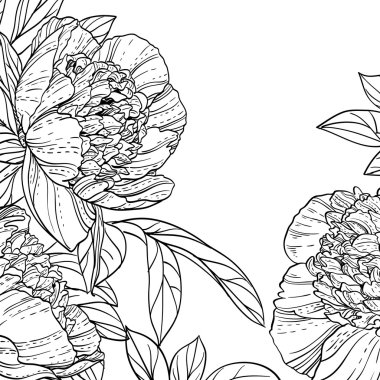 arka plan Peonies siyah çizgi sanat