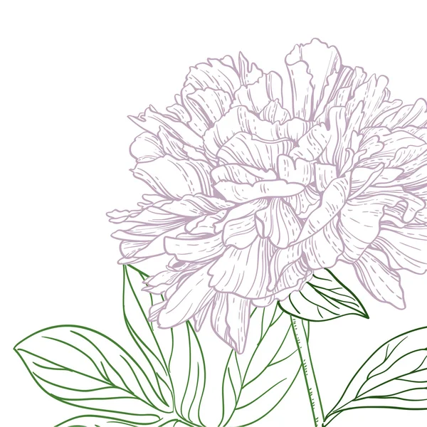 Pivoines roses et verts dessin au trait — Image vectorielle