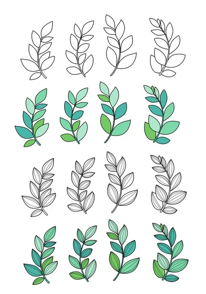 叶或藻类在不同程度上的详细程度概述和在白色背景上的彩色版本 — 图库矢量图片