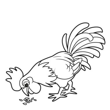 Sevimli çizgi film horozu, beyaz arka plan boyama kitabı için özetlenmiş yerden tahıl gagalıyor.