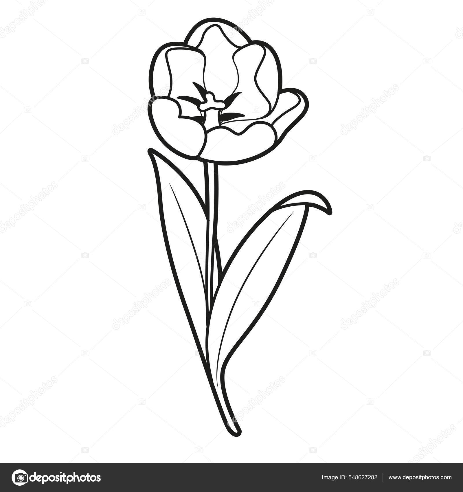 Blossoming Tulip Flower Coloring Book Linear Drawing Isolated White  Background Stock Vector by ©yadviga 548627282, image size:1600x1700