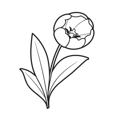 Lale çiçeği boyama kitabı doğrusal çizimi beyaz arkaplanda izole edilmiş