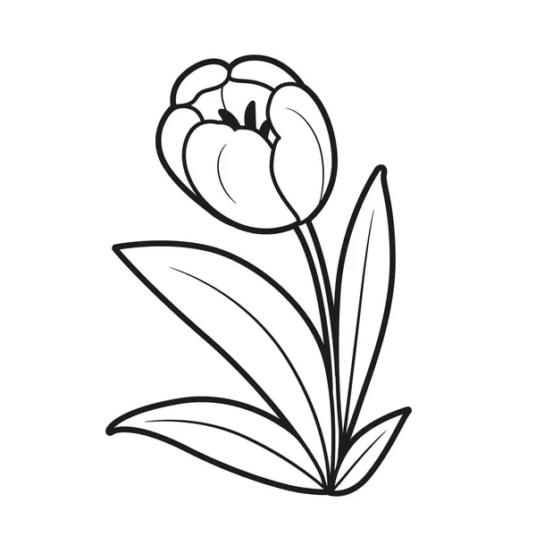Livre Colorier Tulipe Dessin Linéaire Isolé Sur Fond Blanc — Image vectorielle