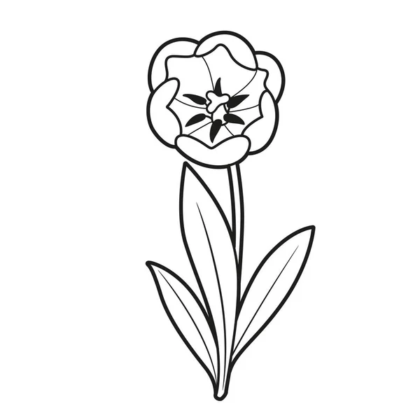 チューリップ開花大きな花の着色本白地に孤立線形図面 — ストックベクタ