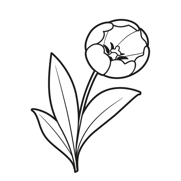Tulpenblume Malbuch Lineare Zeichnung Isoliert Auf Weißem Hintergrund — Stockvektor