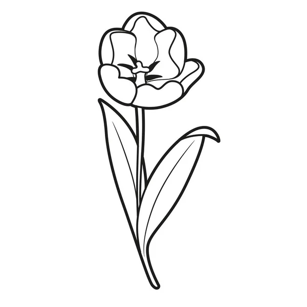 Livre Colorier Fleur Tulipe Fleurie Dessin Linéaire Isolé Sur Fond — Image vectorielle